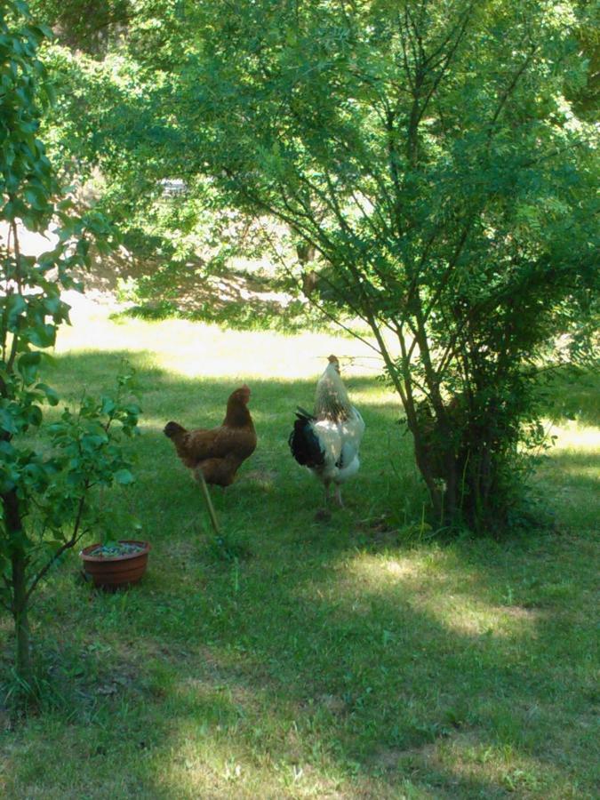 Agroturystyka Przysiółek Trzonki Apartamento Pisz Exterior foto